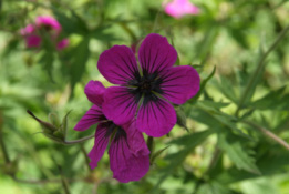 Geranium psilostemon bestellen